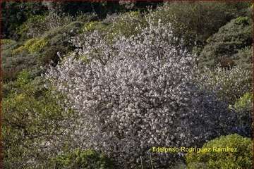 Manto de tonos blancos y rosas en Gran Canaria (Reportaje gráfico de Ildefonso Rodríguez)